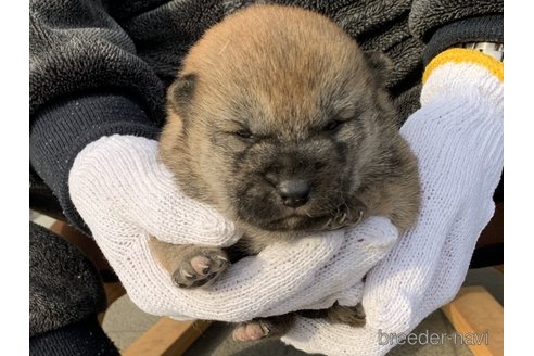 成約済の長崎県の柴犬-286070の1枚目