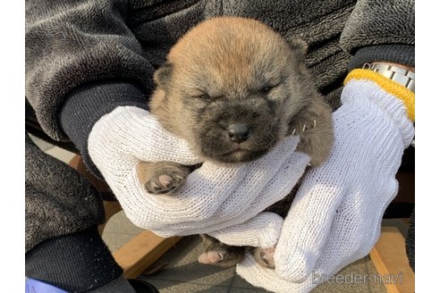 成約済の長崎県の柴犬-286070の5枚目