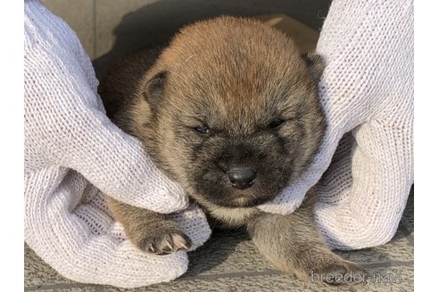 成約済の長崎県の柴犬-286070の3枚目