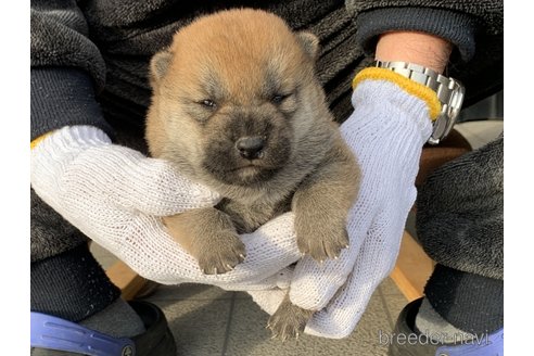 成約済の長崎県の柴犬-286071の3枚目