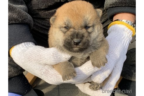 成約済の長崎県の柴犬-286071の5枚目