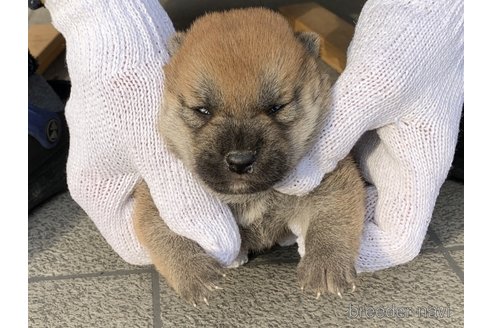 成約済の長崎県の柴犬-286071の2枚目