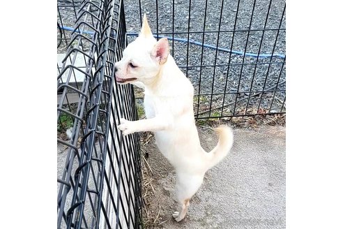 成約済の茨城県のミックス犬-265217の20枚目