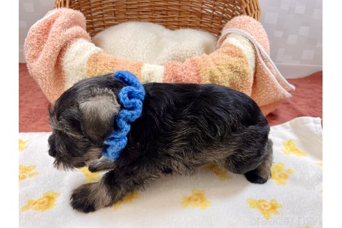 成約済の埼玉県のミニチュアシュナウザー-284103の5枚目