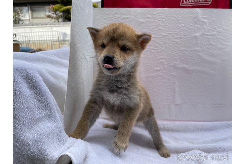 成約済の広島県の柴犬-273168の3枚目