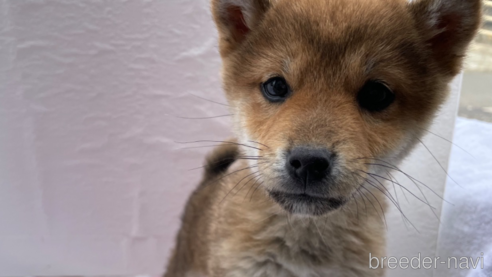 成約済の広島県の柴犬-273167