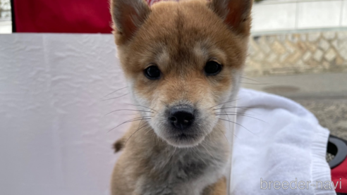 成約済の広島県の柴犬-273169の1枚目