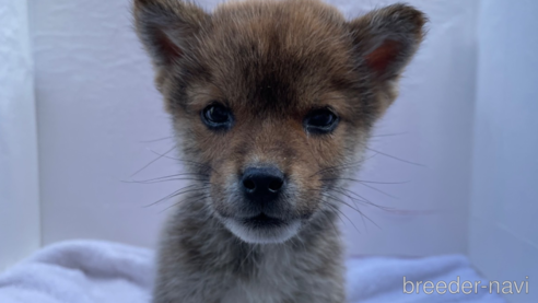 成約済の広島県の柴犬-274106の1枚目