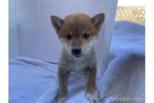 成約済の広島県の柴犬-274105の2枚目