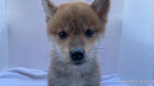 成約済の広島県の柴犬-274105の1枚目