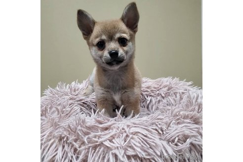 子犬