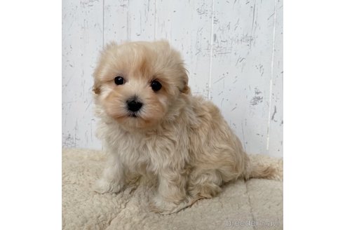 成約済の千葉県のマルプー:マルチーズ×トイプードル-286194の3枚目