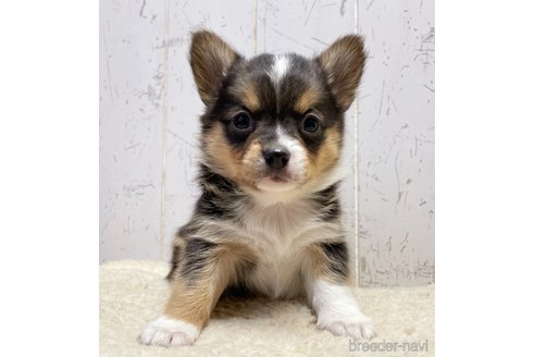 成約済の千葉県のミックス犬-286202の1枚目