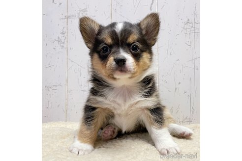 成約済の千葉県のミックス犬-286202の3枚目