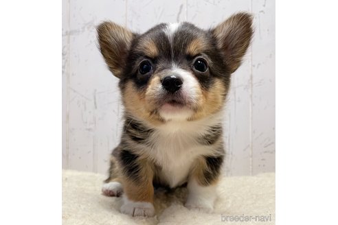 成約済の千葉県のミックス犬-286202の2枚目