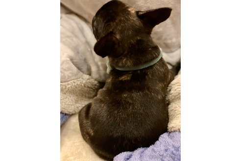 成約済の群馬県のフレンチブルドッグ-280983の4枚目