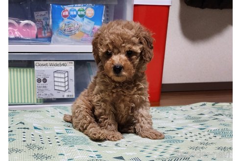 成約済の岡山県のトイプードル-279976の2枚目
