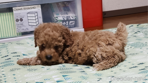 成約済の岡山県のトイプードル-279976の1枚目