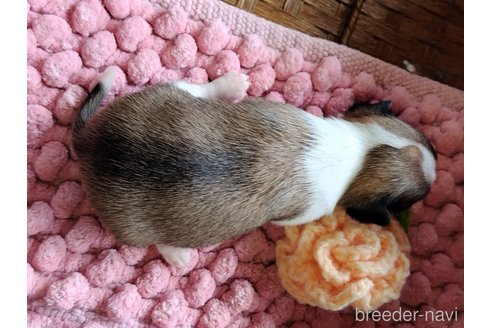 成約済の千葉県のチワワ(スムースコート)-284316の136枚目