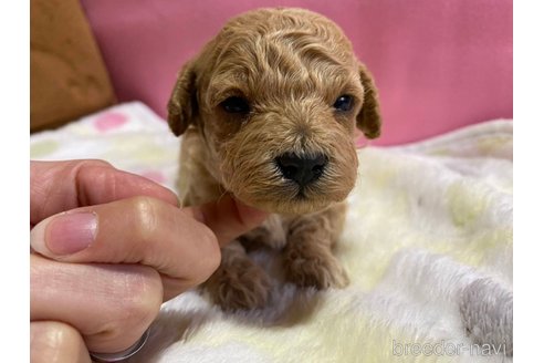 成約済の神奈川県のマルプー:マルチーズ×トイプードル-286266の38枚目