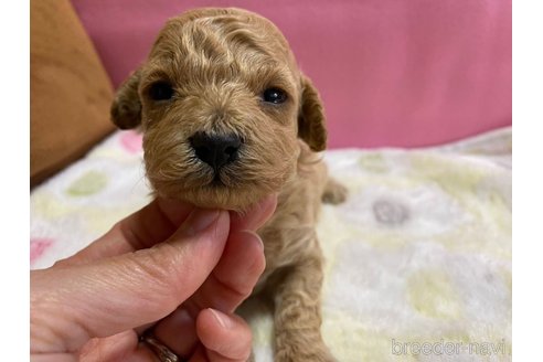成約済の神奈川県のマルプー:マルチーズ×トイプードル-286266の37枚目