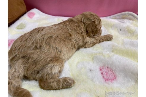 成約済の神奈川県のマルプー:マルチーズ×トイプードル-286266の35枚目