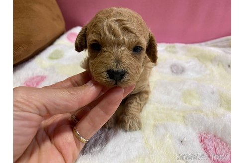 成約済の神奈川県のマルプー:マルチーズ×トイプードル-286266の27枚目