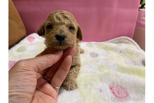 成約済の神奈川県のマルプー:マルチーズ×トイプードル-286266の31枚目