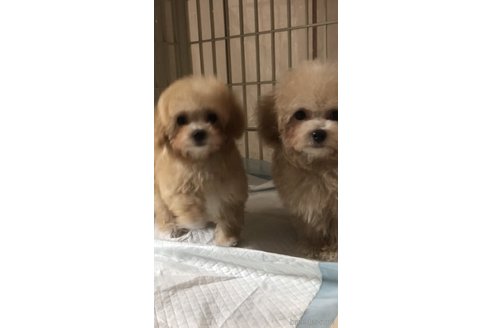 成約済の愛媛県のトイプードル-286277の1枚目
