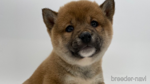 成約済の千葉県の柴犬-286309の1枚目