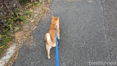 成約済の熊本県の豆柴-282436の11枚目