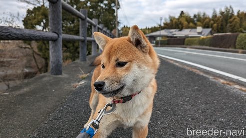 成約済の熊本県の豆柴-282436の10枚目