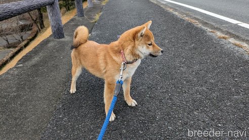 成約済の熊本県の豆柴-282436の9枚目