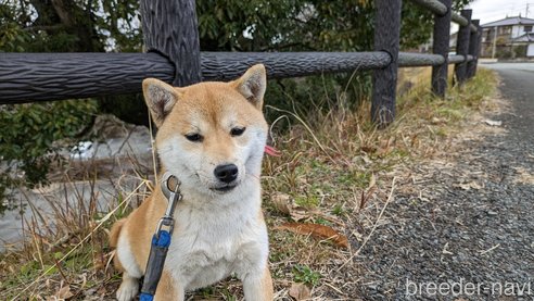 成約済の熊本県の豆柴-282483の15枚目