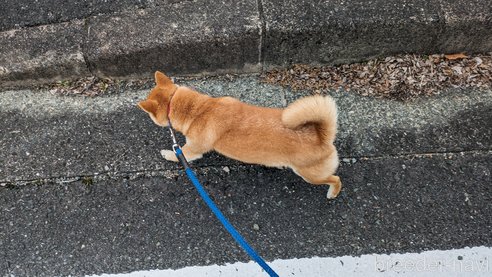 成約済の熊本県の豆柴-282483の14枚目