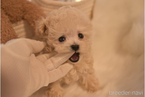 成約済の山梨県のティーカッププードル-285303の2枚目