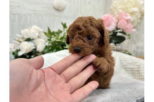 成約済の京都府のトイプードル-286340の6枚目