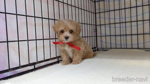 成約済の茨城県のミックス犬-286343の1枚目