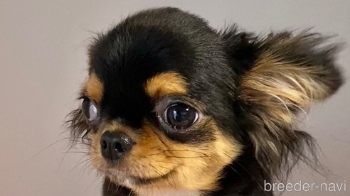 成約済の東京都のチワワ(ロングコート)-259276の3枚目