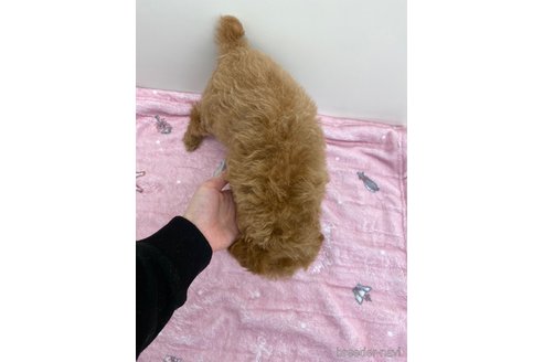 成約済の岡山県のトイプードル-286354の5枚目
