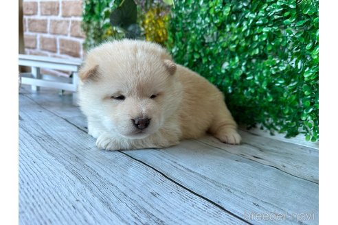 成約済の北海道の柴犬-285269の4枚目