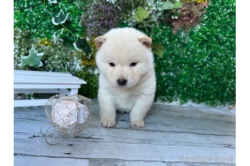 成約済の北海道の柴犬-286376の12枚目