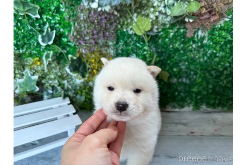 成約済の北海道の柴犬-286376の2枚目