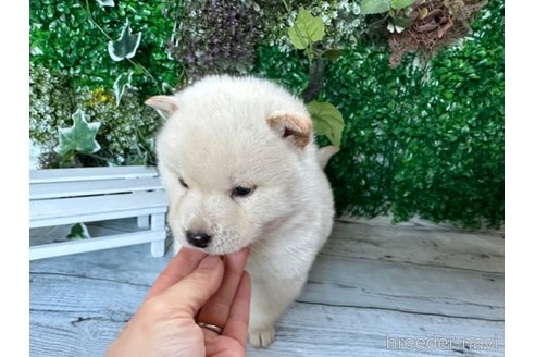 成約済の北海道の柴犬-286376の8枚目