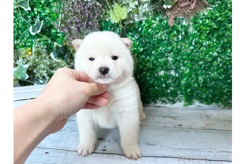 成約済の北海道の柴犬-286376の7枚目