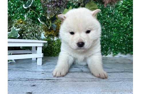 成約済の北海道の柴犬-286376の10枚目