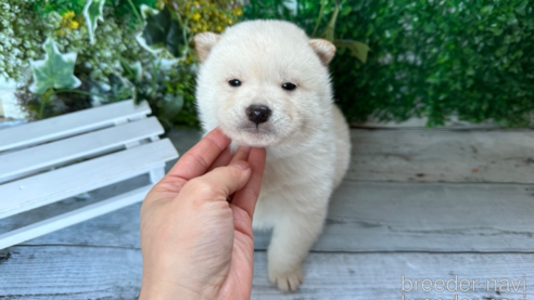 成約済の北海道の柴犬-286376の1枚目