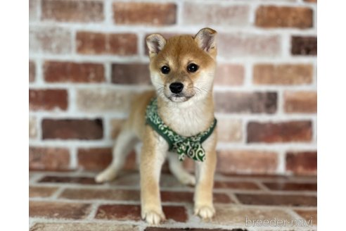 成約済の福岡県の豆柴-282919