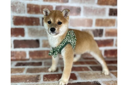 成約済の福岡県の豆柴-282919の2枚目