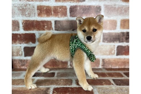 成約済の福岡県の豆柴-282919の3枚目